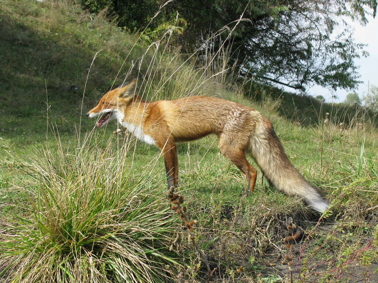 Колпаковка. вересень 2009 - Ковпаківка