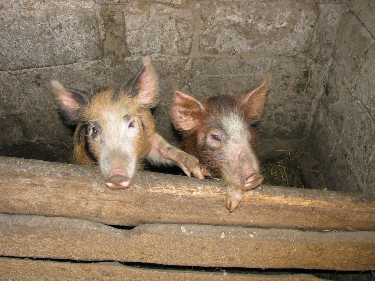 ковпаківка - Ковпаківка