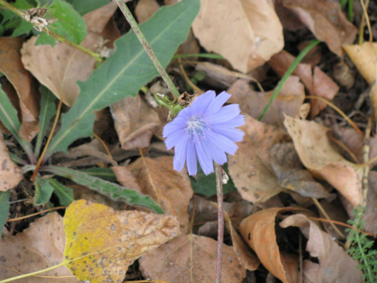 Колпаковка. вересень 2009 - Ковпаківка