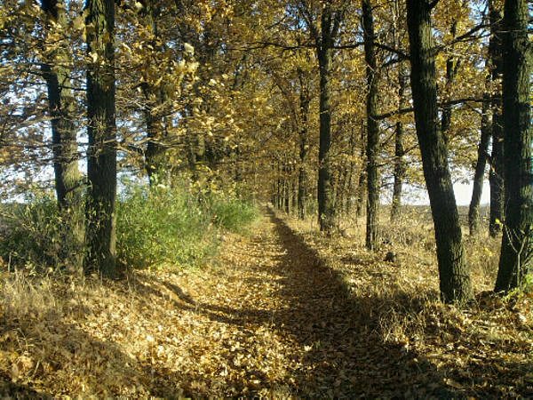 Виды села Деребчин - Деребчин