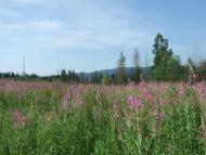  краєвиди дорогою до с.Хітар