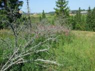  краєвиди дорогою до с.Хітар