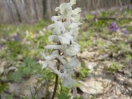 Природа нашого краю