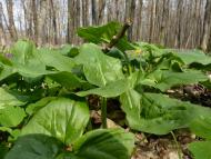 Природа нашого краю