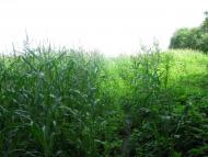 Мала Плавуча