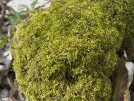 Природа нашого краю