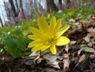 Природа нашого краю