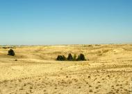 ОЛЕШКІВСЬКІ ПІСКИ-ЄДИНА ПУСТЕЛЯ ЄВРОПИ