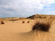 ОЛЕШКІВСЬКІ ПІСКИ-ЄДИНА ПУСТЕЛЯ ЄВРОПИ