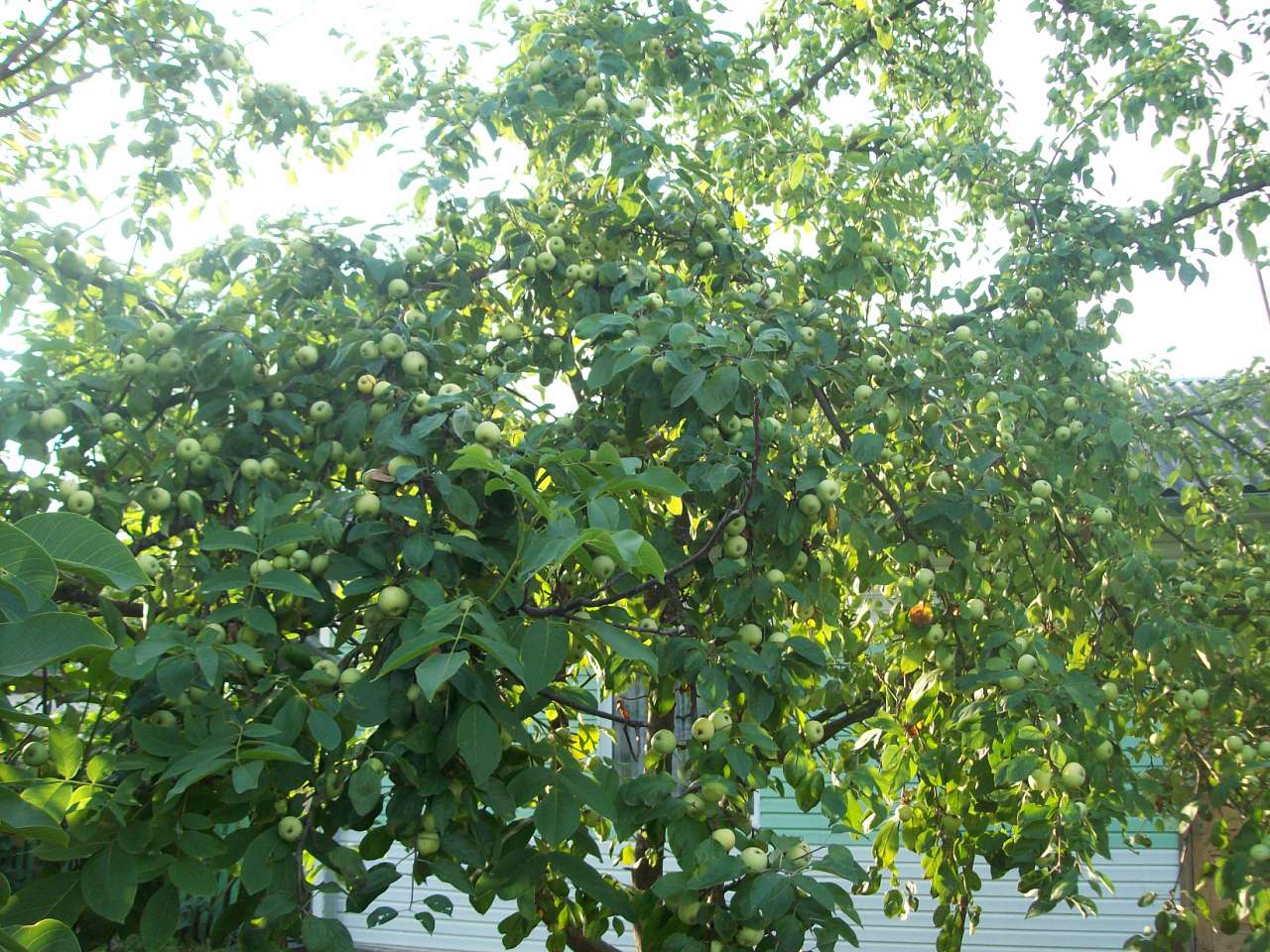 Апогей літа 2012 - Колінки