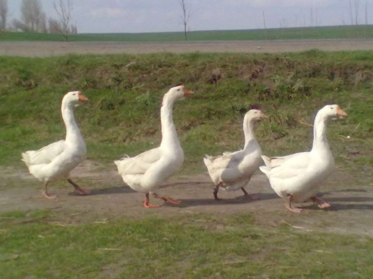 Юнівка - Юнівка