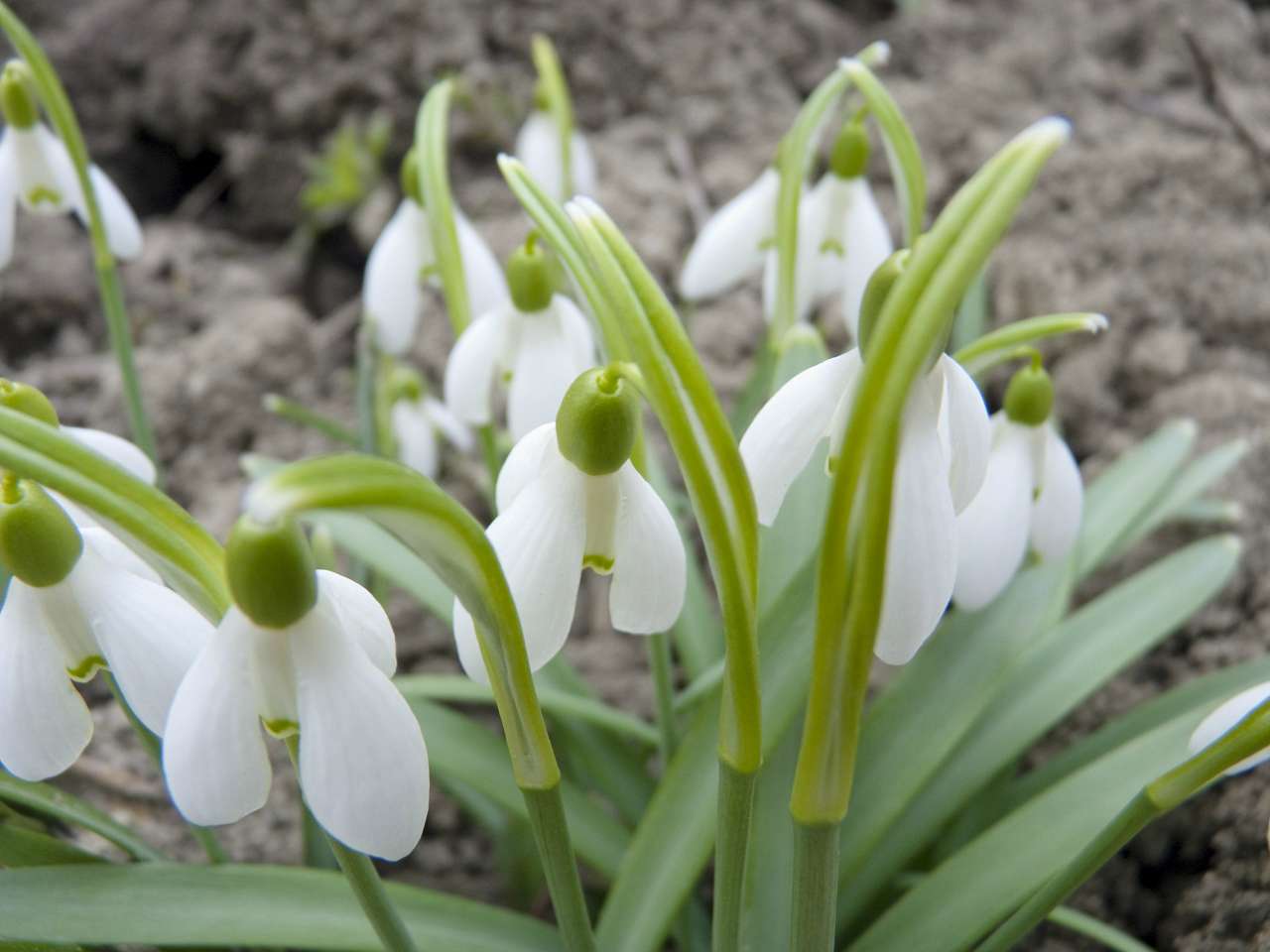 Природа нашого краю - Снітків