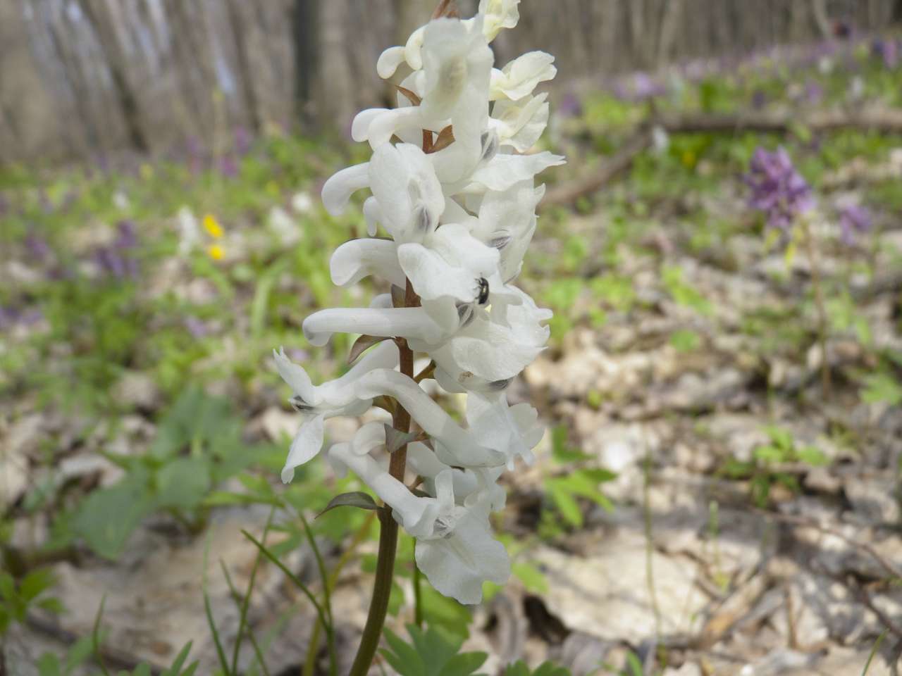 Природа нашого краю - Снітків