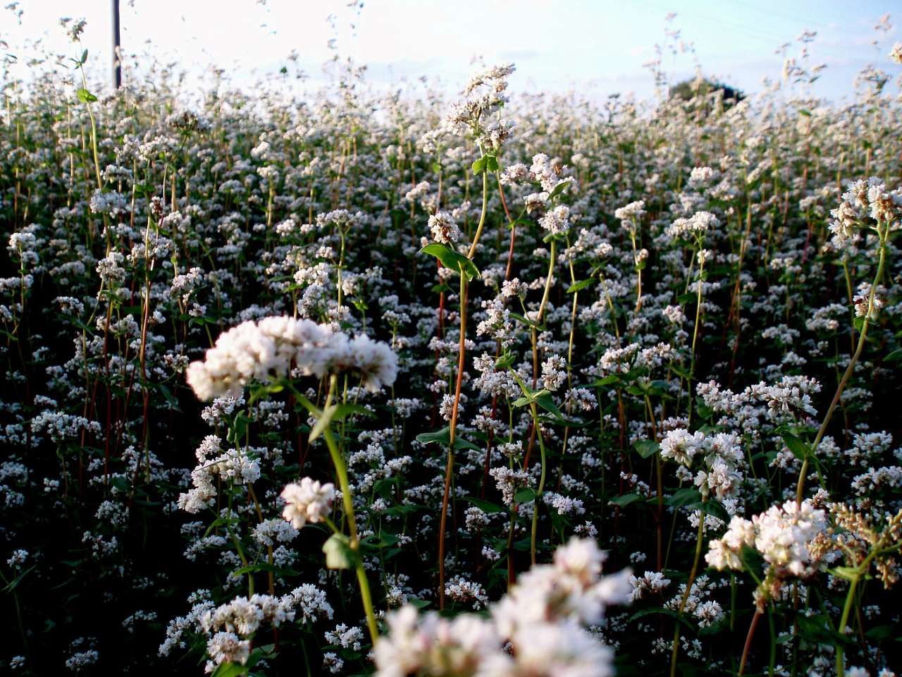 с. Гайшин - Гайшин