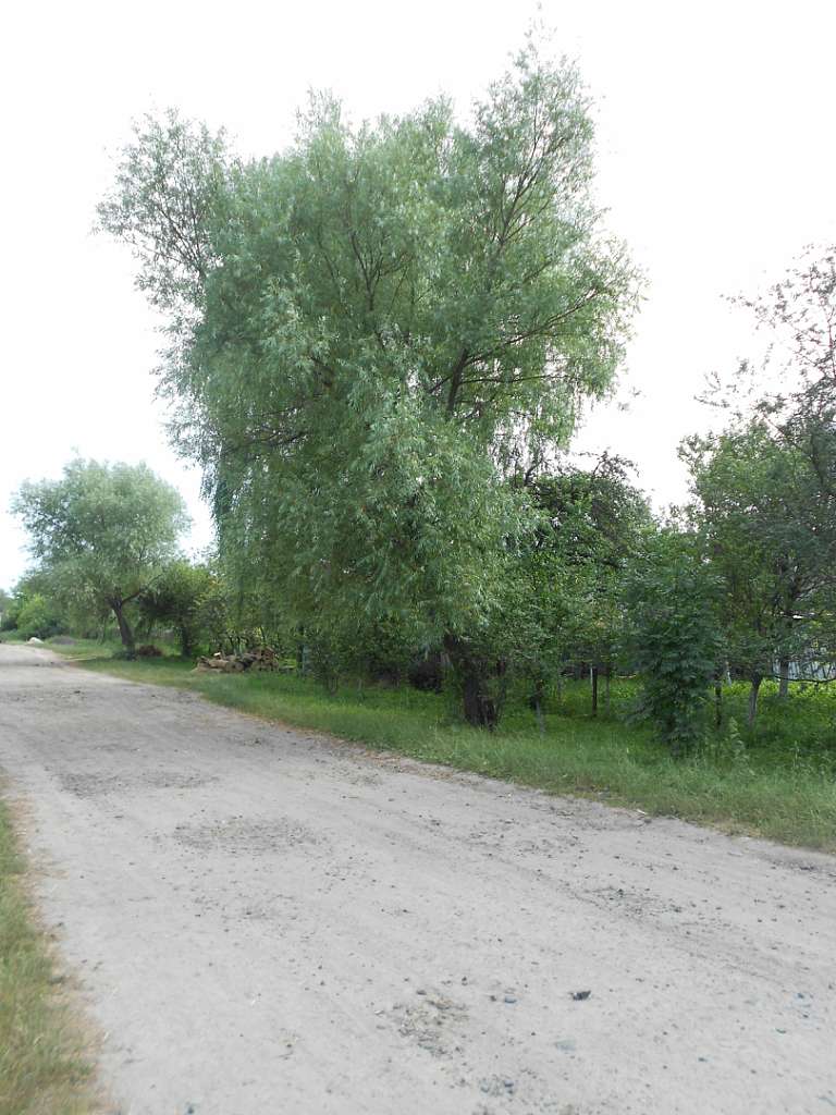 Юнівка - Юнівка