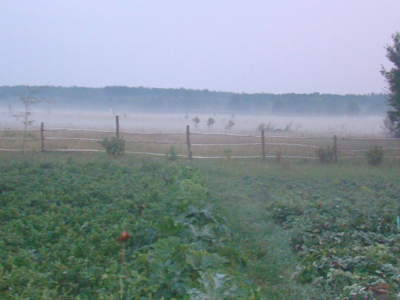 Гута-2012 - Гута-Забілоцька