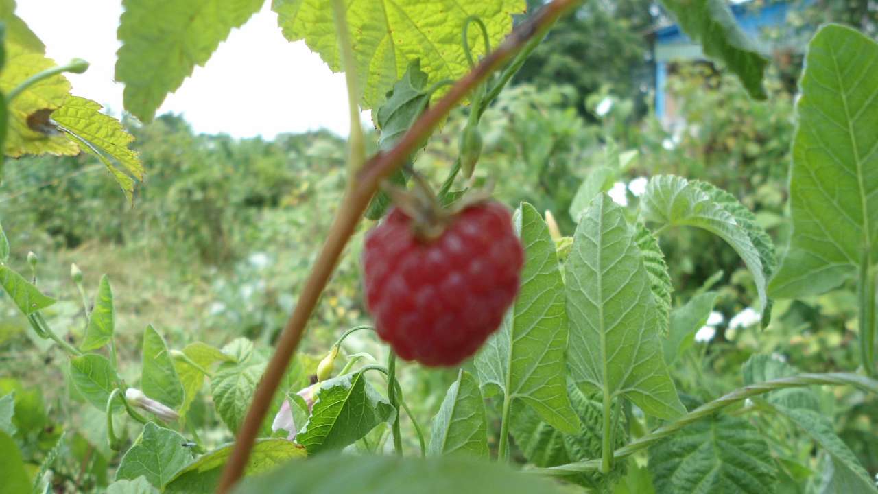 Природа - Райгородок