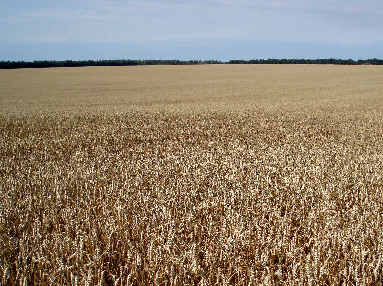 село та його жителі в різні часи - Харківці