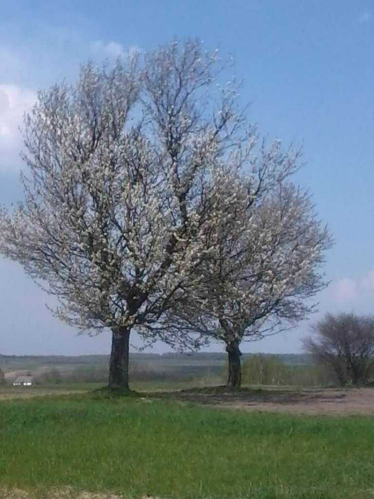 Наше мальовниче село - Soshysche