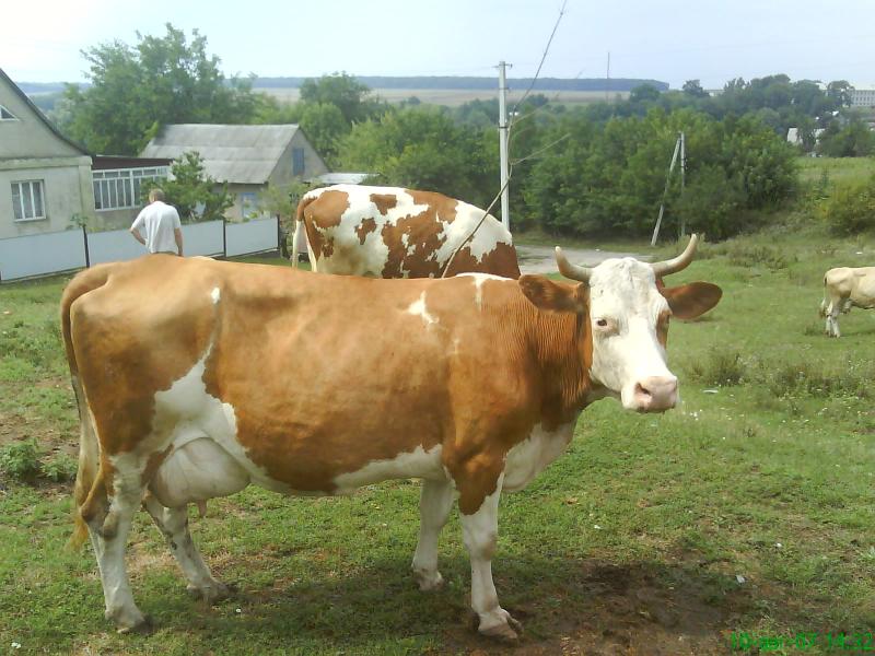 Кислівські замальовки - Кислівка