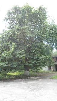 паркова алея поблизу маєтку