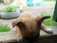 Брати наші менші...