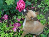 Брати наші менші...