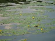 Паламаренкове 2012