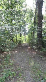 паркова алея поблизу маєтку