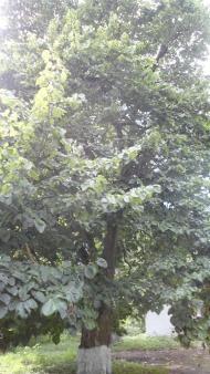 паркова алея поблизу маєтку