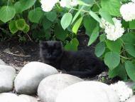 місто Ірпінь