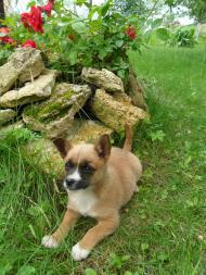 Брати наші менші...