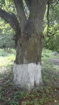 паркова алея поблизу маєтку