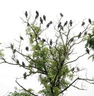 Моє лелече Полісся