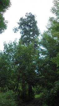 паркова алея поблизу маєтку