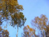 Lyubykovychi - Latest photos