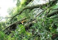 Моє лелече Полісся