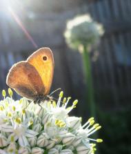 Моє лелече Полісся