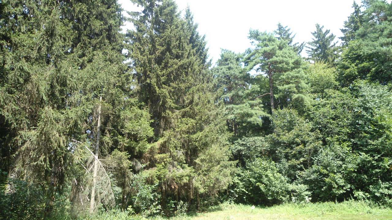 паркова алея поблизу маєтку - Райгородок