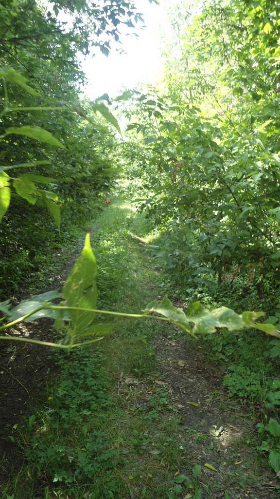 паркова алея поблизу маєтку - Райгородок