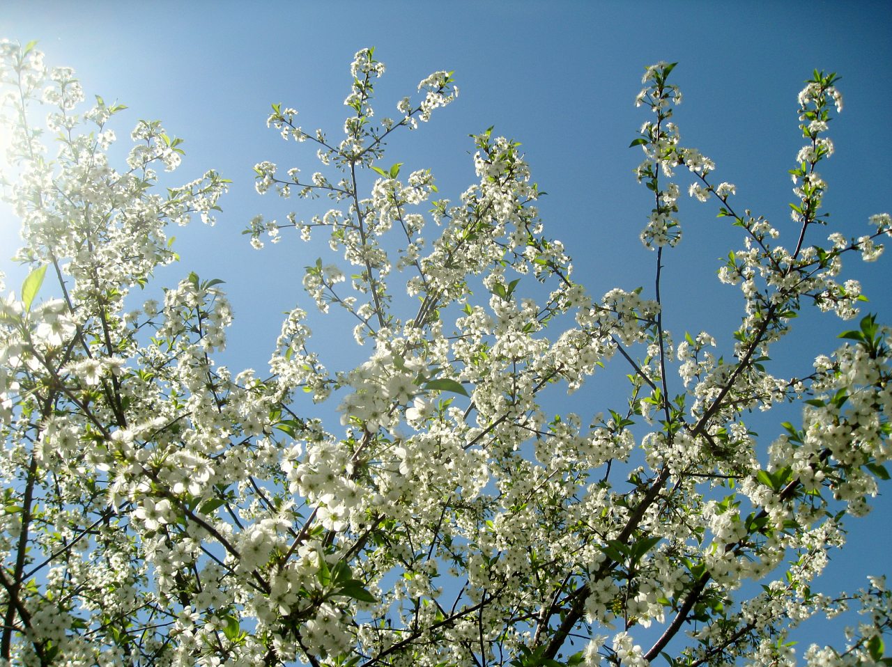 'Весна'-природа села Борушківці - Борушковцы