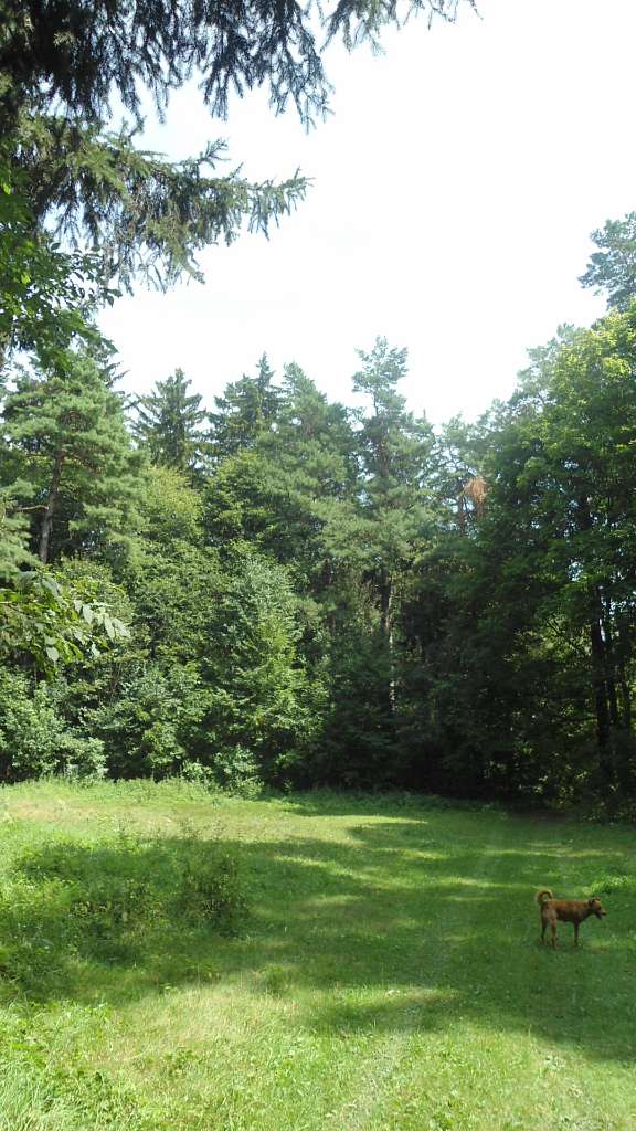 паркова алея поблизу маєтку - Райгородок