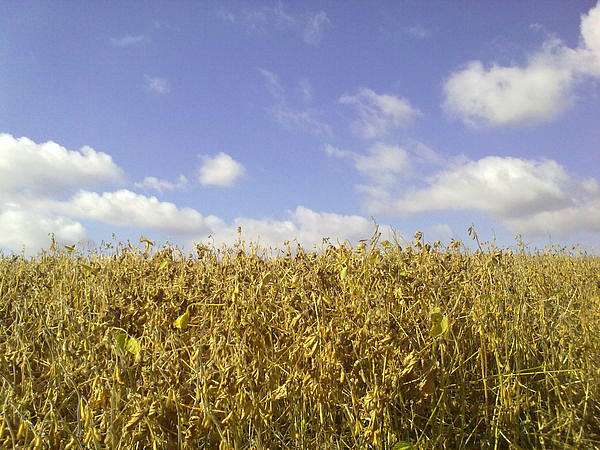 котлярка - Котлярка