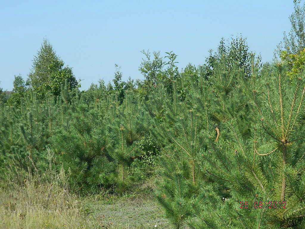 с.Паволоч - Паволоч