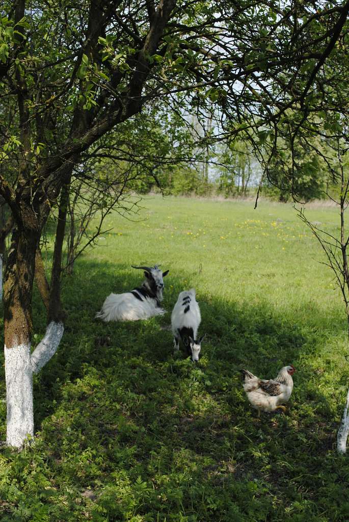 Нові про Машів - Машів