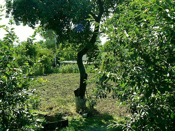 'Весна'-природа села Борушківці - Борушківці