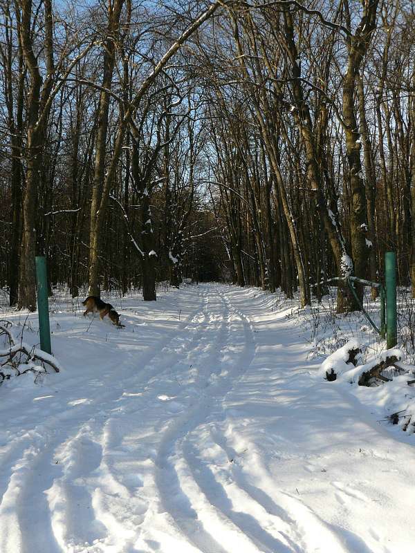 котлярка - Котлярка