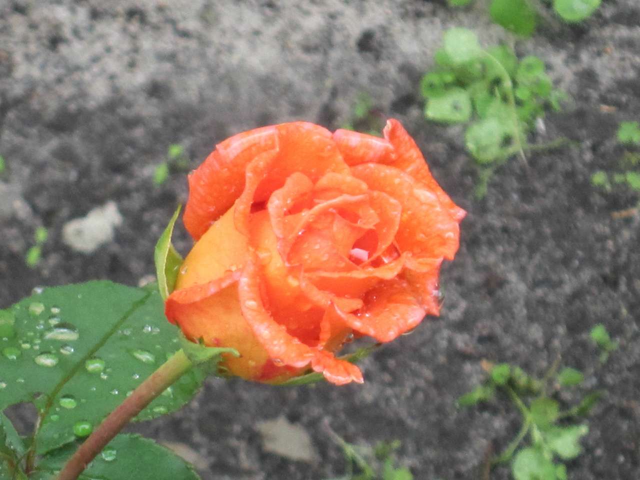 1 - Крымок