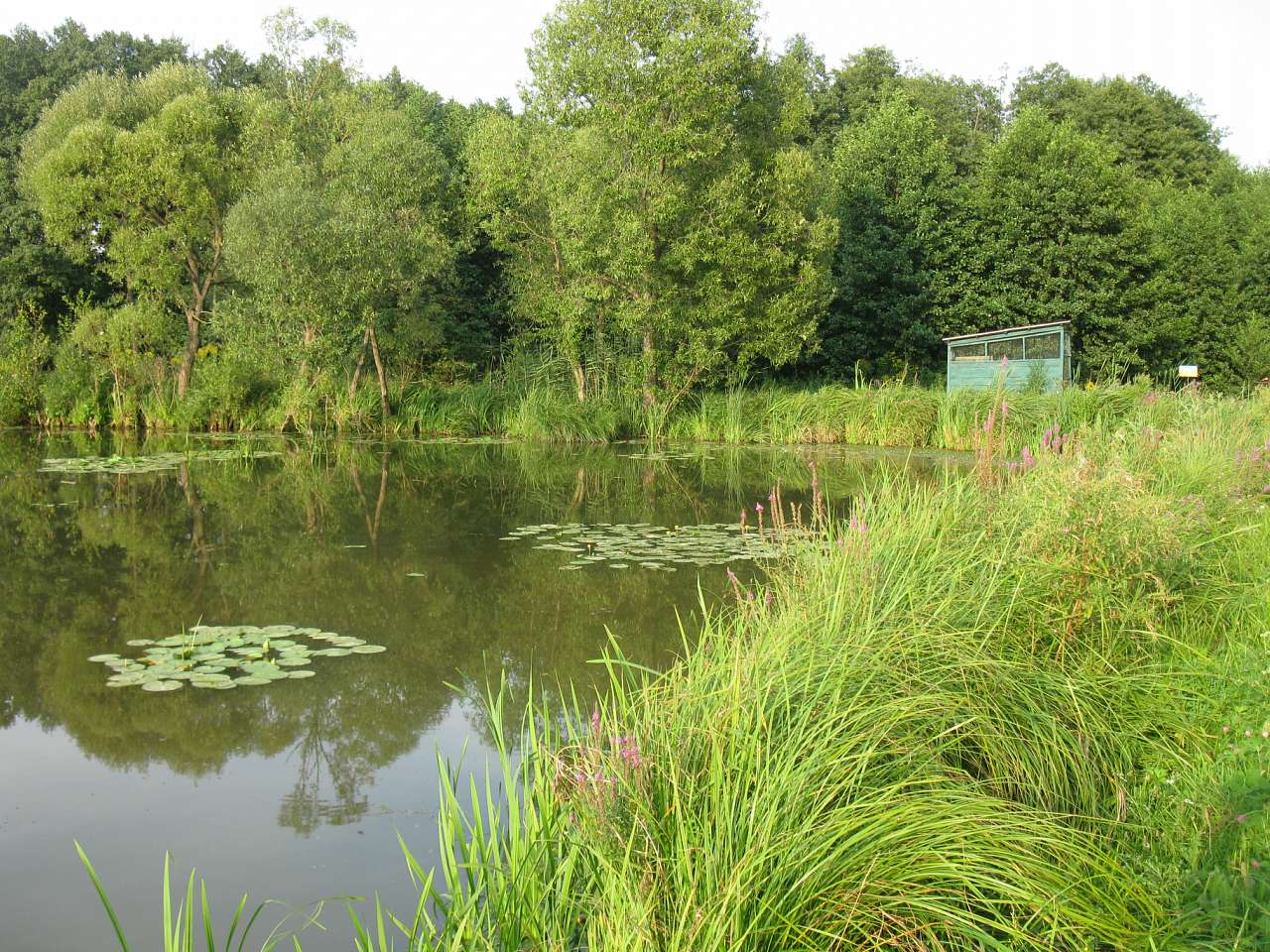 Паламаренкове 2012 - Трибухи