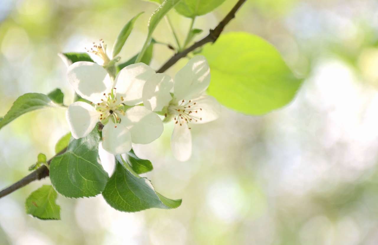 Моє лелече Полісся - Любиковичі